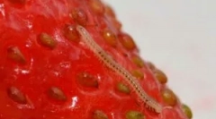 Metode borbe protiv nematoda na jagoda